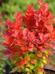 Berberis thunbergii 'Orange Ice' Tunberga bārbele